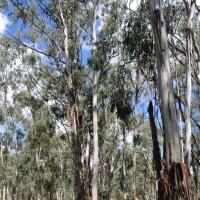 Ribbon Gum